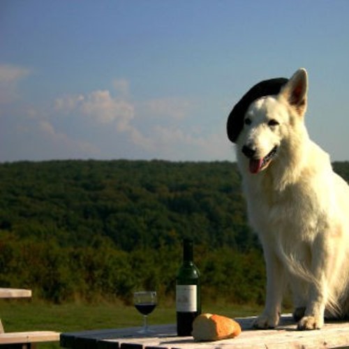 Dog on table